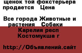 щенок той-фокстерьера продается › Цена ­ 25 000 - Все города Животные и растения » Собаки   . Карелия респ.,Костомукша г.